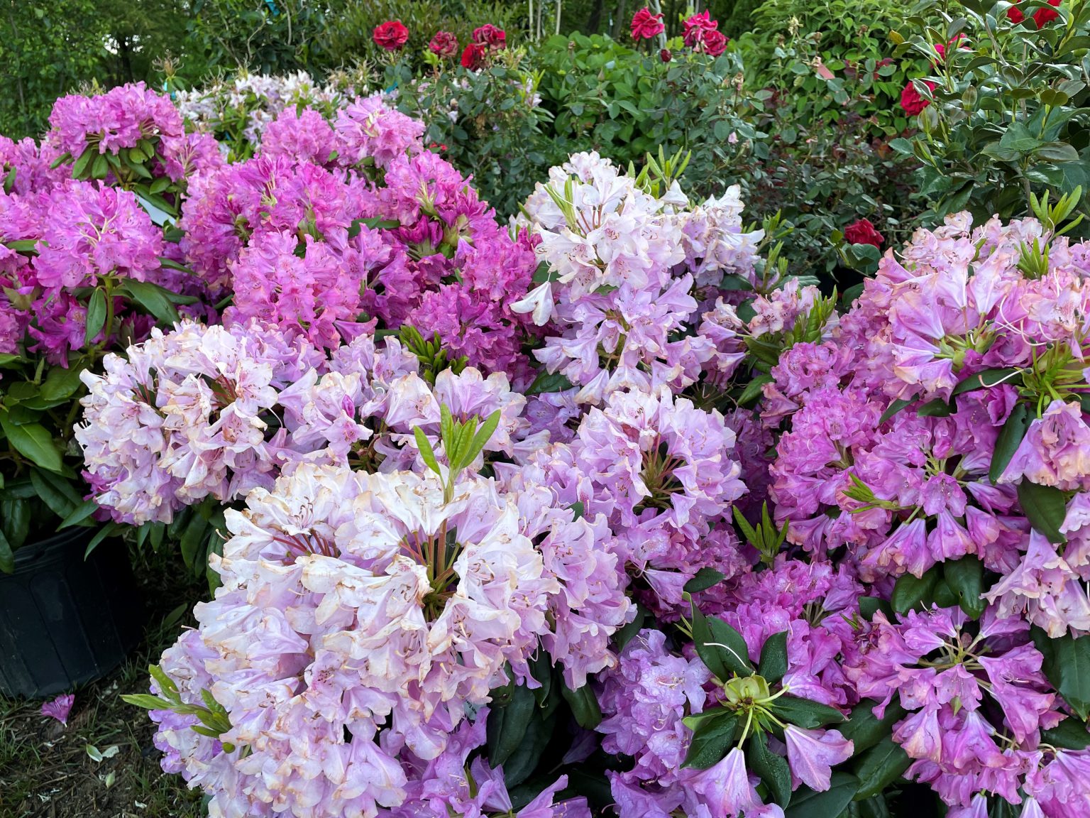 Independence Landscaping