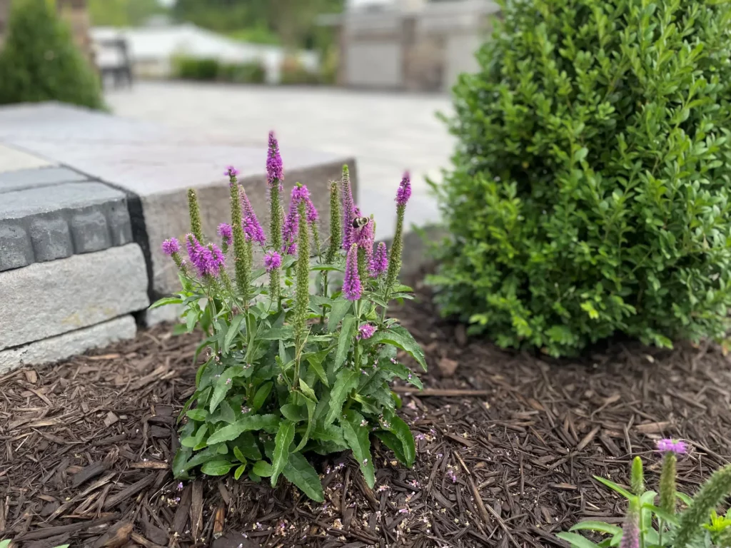 Independence Landscaping