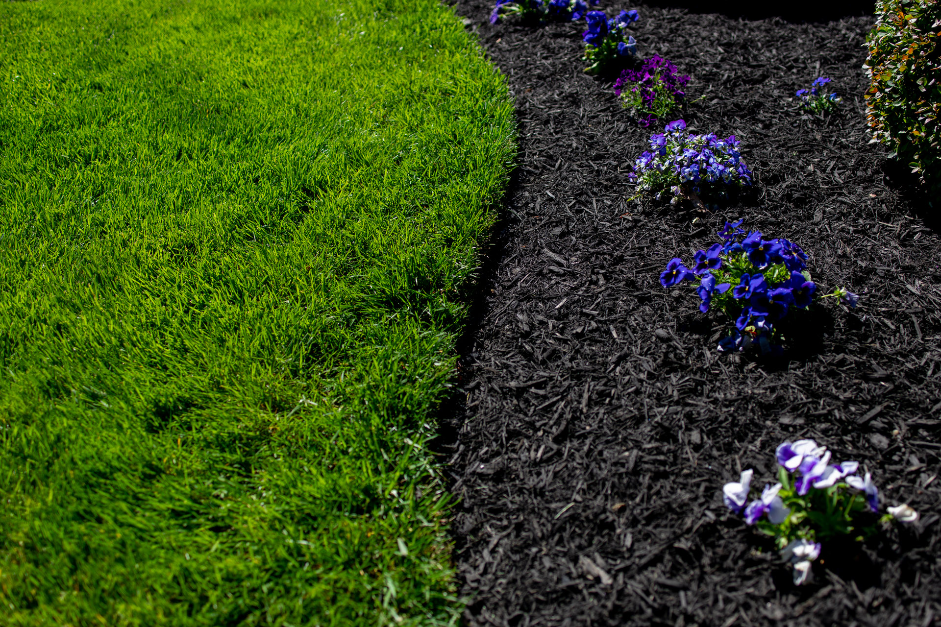 Mulch bed with plants