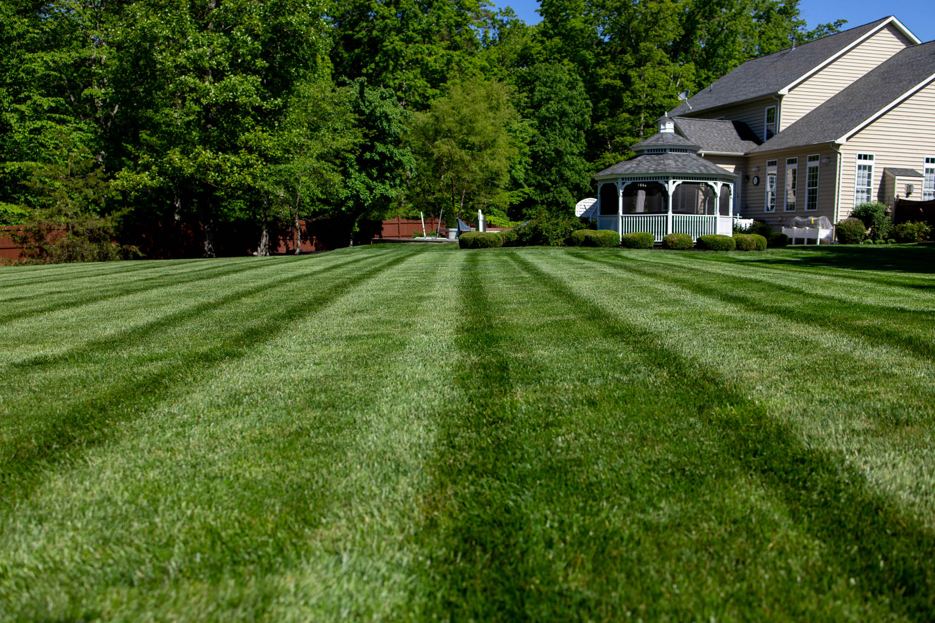 Close-up of healthy grass blades after treatment.