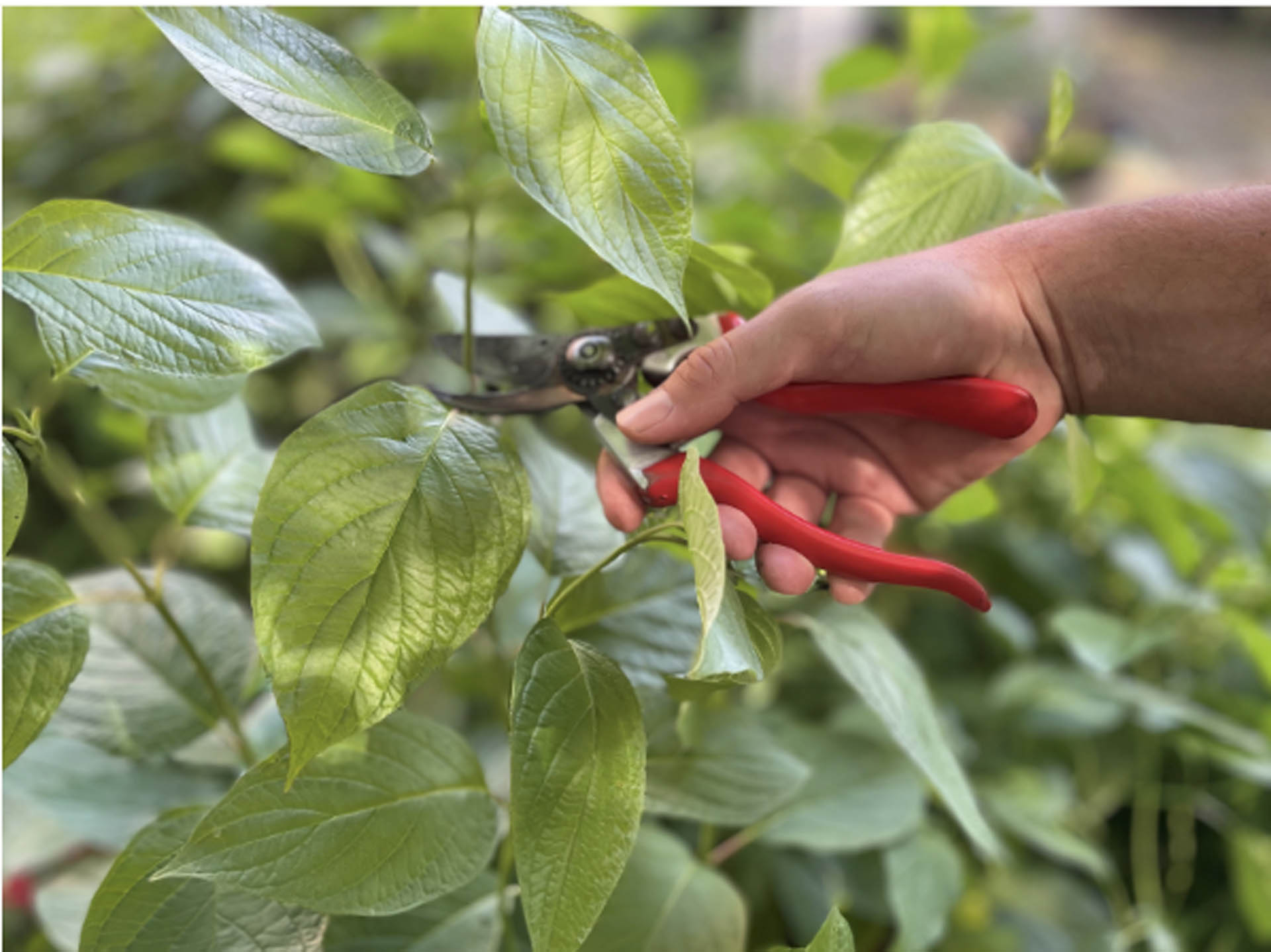Pruning by independence landscape 