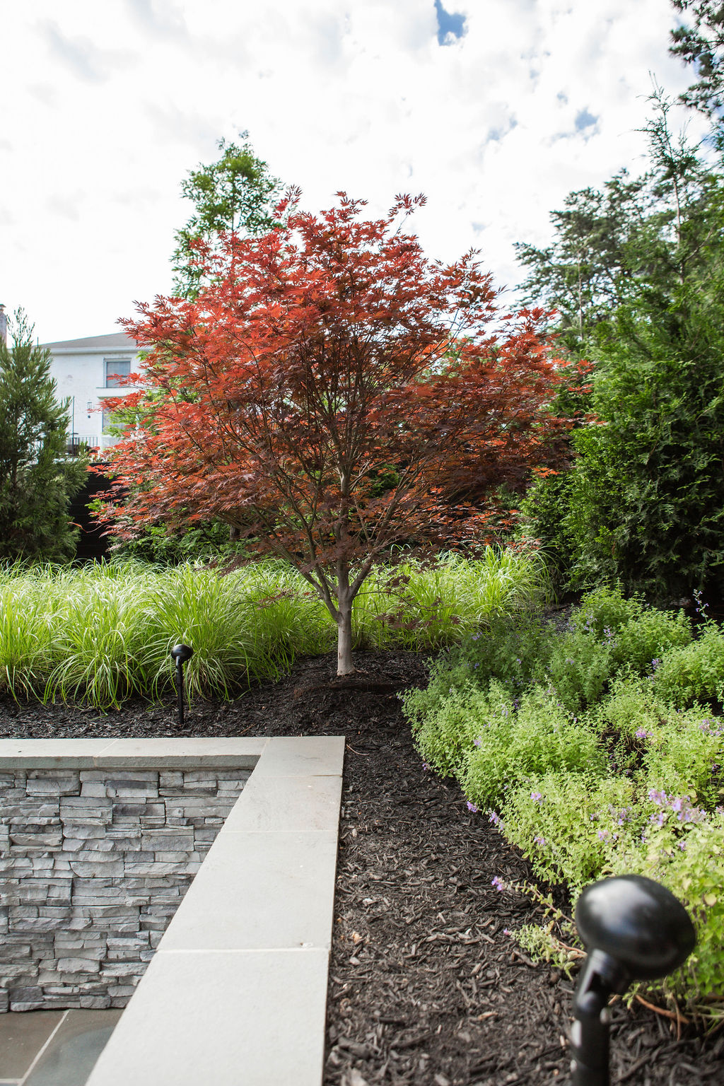 Northern VA Japeneese maple